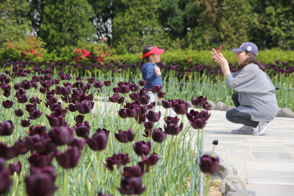 le-hoi-hoa-tulip-han-quoc-ha-lan-thu-nho-o-xu-so-kim-chi